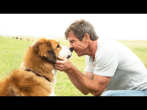 狗狗经过四世轮回，再次回到主人身边，只为完成曾经未完成的使命，40万人打出7.7高分，21分钟看完2017年家庭喜剧电影《一条狗的使命》