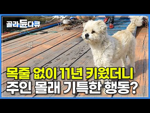 귀여운 섬마을 강아지가 해녀 엄마 출근 시켜놓고 11년 동안 몰래한 행동?│자유로운 시골 강아지의 이중생활│욕지도에는 오월이가 산다│아름다운 섬 여행│한국기행│#골라듄다큐