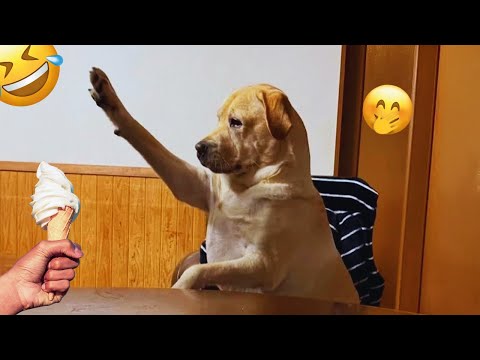 I dare you not to LAUGH at these FUNNY DOGS 😁🦮 - Best Funny Animals Videos 2025 #20