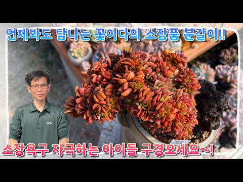 언제봐도 탐이 나는 꽃이다의 소장품 분갈이 !! 소장욕구 자극하는 예쁜 아이들 구경오세요 ~!