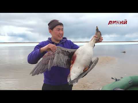 Пролетный гусь. Якутия с Александром Борисовым.