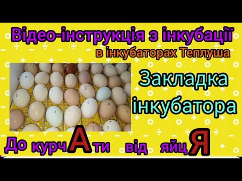 Закладка інкубаційного яйця в інкубатор Теплуша. Віде-інструкція з інкубації Частина2