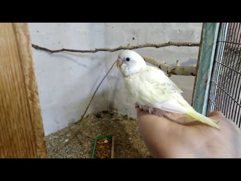 Review of chicks in budgies. I will show everything honestly