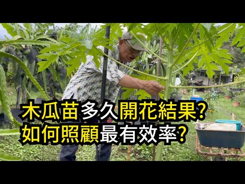 木瓜苗種到開花要多久?如何照顧種苗最有效率?分享木瓜育苗到開花的種植方法 | 阿星種植