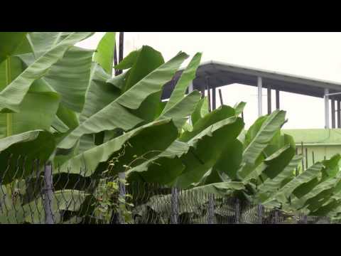 《結果了》 EP07:香蕉樹下