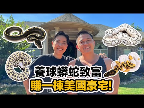 美國豪宅裡的球蟒蛇繁殖場!大開眼界各種超美球蟒~世界級達人飼育方法大公開!