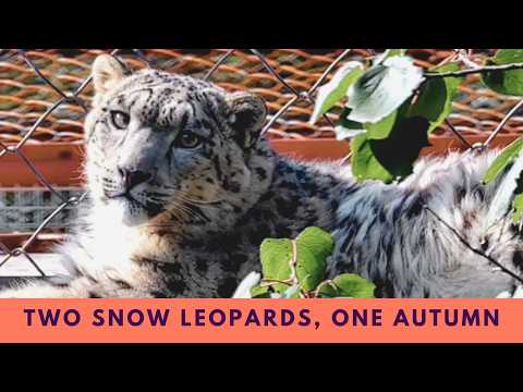 September Review The Autumn Chapters of Ling Xiaozhe and Ling Xiaomang