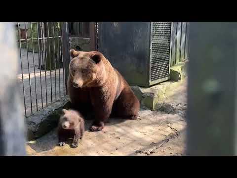 ВЫ БУДЕТЕ В ШОКЕ! Папа медведь ВОСПИТЫВАЕТ медвежат!