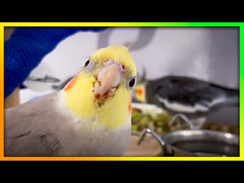 This Will Get Your Birds Attention | The Bird Sanctuary | 5hrs of Singing