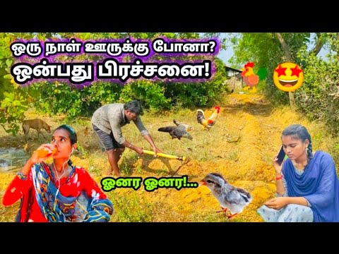 கிராமவனத்தில் கோழிகளின் கூத்துகள்!🐓😆 Gramavanam_poultry farm / funny video