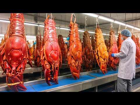 How Lobster Are Caught & Processed