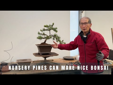 Nursery pines can make nice bonsai