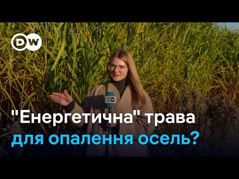 Біопаливо… з трави: як "енергетичний" міскантус може замінити газ? | DW Ukrainian