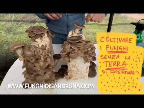 Growing cardoncelli mushrooms indoors without soil. Tutorial @FunghidiSardegna