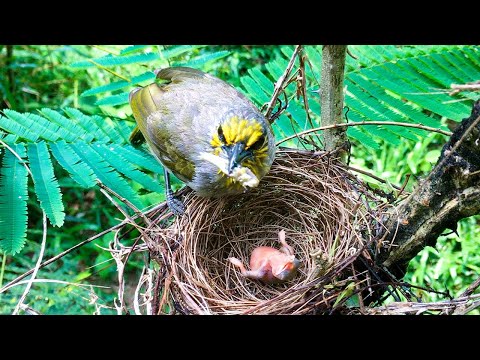 Bulbul Chick So Well-fed, It's Just Too Lazy to Eat! (7) – Bird Parents' Overzealous Feeding E217