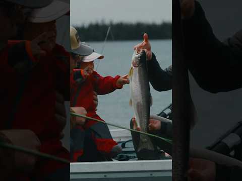 Chasing chrome rainbow trout #flyfishing #subsistence