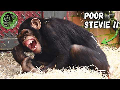 Poor Chimp Is Upset And Whimpers After Alpha Male Overreaction