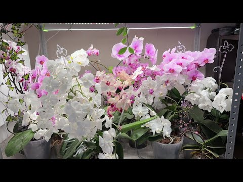 ORCHID LOVES these 5 things! I WISH I KNEW ABOUT THIS EARLIER! Favorable conditions