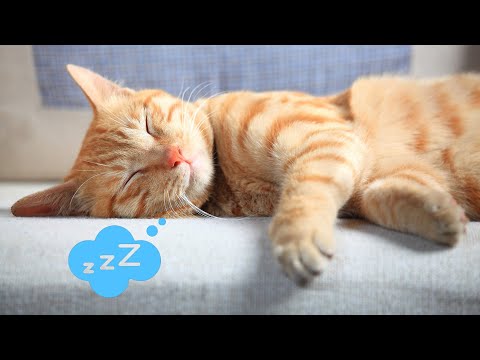 MÚSICA para DORMIR RELAJAR a GATOS en 5 MINUTOS 🐱 SIN ANUNCIOS Y FUNCIONA