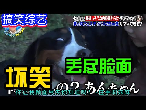 搞笑綜藝合集：25米的短跑跑到兩側都是美食，妳覺得狗狗能頂住誘惑嘛？#綜藝搞笑 #搞笑 #鐜蠱 #熱閂 #推薦