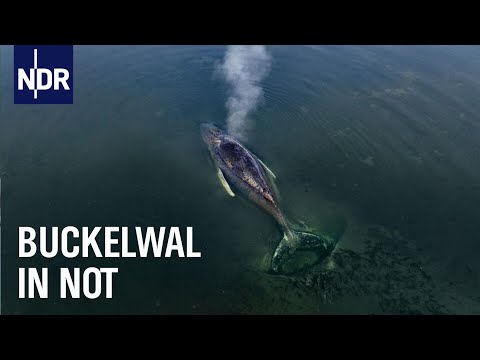 Gestrandet: Ein Wal in der Ostsee | Die Nordreportage | NDR Doku