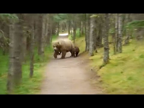 5 Unexpected Bear Encounters Caught On Camera