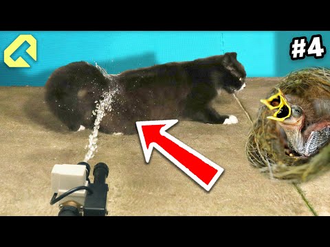 Defending Baby Birds from the Neighbor's Cats - They're out of the nest!