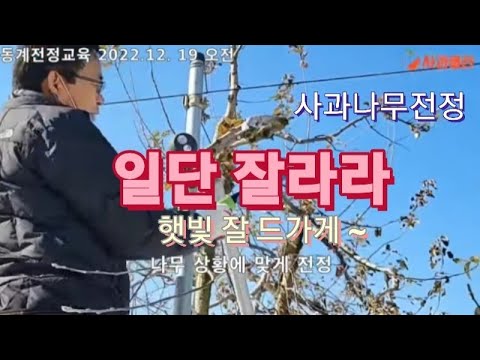 [사과전정] 몇가지 기본 사항만 염두에 두고 일단 톱부터 대보자