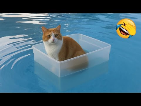 You Laugh You Lose π
Best Funny Cats and Dogs Videos πΉπΆ Part 7