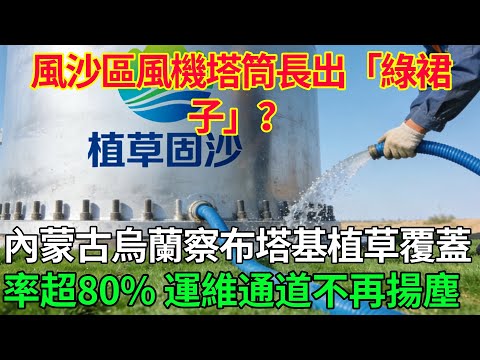 風沙區風機塔筒長出「綠裙子」？內蒙古烏蘭察布塔基植草覆蓋率超80%，運維通道不再揚塵！ #科普#國際觀點#熱門#生態修複#沙漠