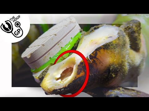 We found a HUGE CAVERNOUS void in this cow's hoof!