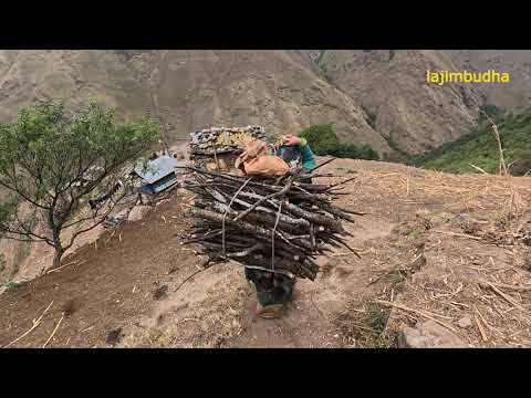 life in the mountain || lajimbudha ||