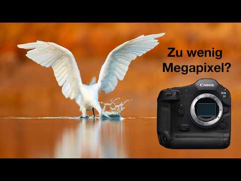 Canon R1 - My long-term experiences with bird photography (review)