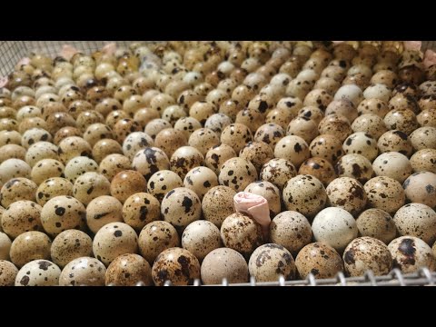 Новый режим инкубации перепелов, БЕЗ ВОДЫ , На инкубаторе NBF