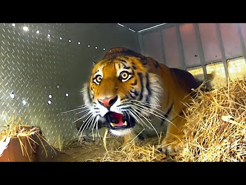 ESTOS ANIMALES ESTÁN SIENDO LIBERADOS POR PRIMERA VEZ