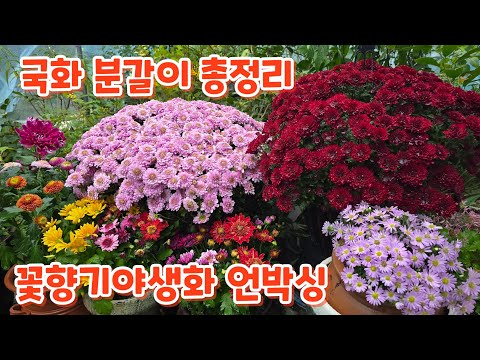 #Chrysanthemum #Repotting #Growing #Complete Summary Unboxing of Fragrant Wildflowers