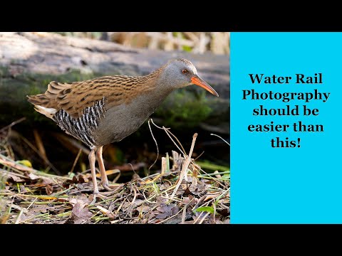 Water rail Photography with the OM-1 mk2 and the 150-400mm lens