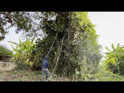 Cut down the overgrown milk flower tree in the school yard - Clean up Shocking transformation
