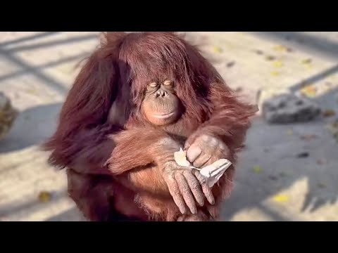 Дана такая умная, что умеет даже пользоваться ПРАВИЛЬНО САЛФЕТКОЙ)))