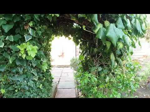 Rented Garden Transformation (BEFORE)