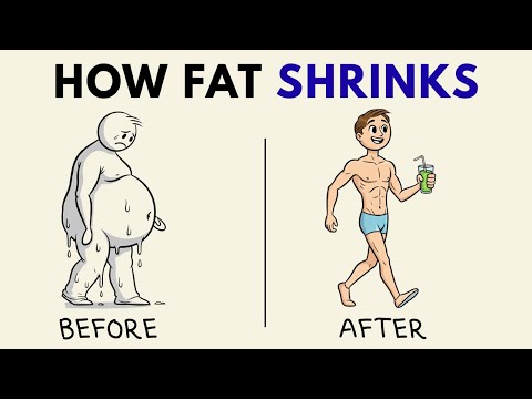 What Happens to Your Fat Cells When You Use Intermittent Fasting Long Term? (Science Explained)
