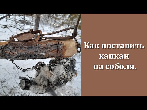 Как поставить капкан на соболя. Делюсь своим опытом.