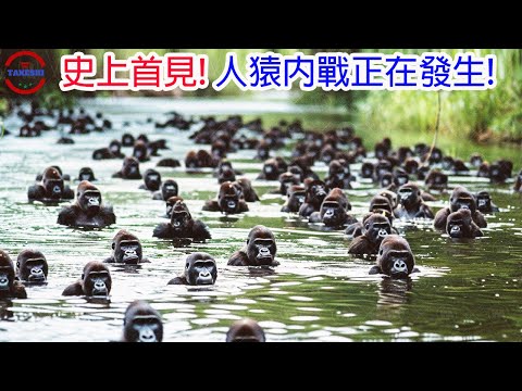 [生物放大鏡] 大猩猩vs黑猩猩的世紀之戰  | 黑猩猩的殘暴戰略 | 泰森都接不下的猩猩之拳
