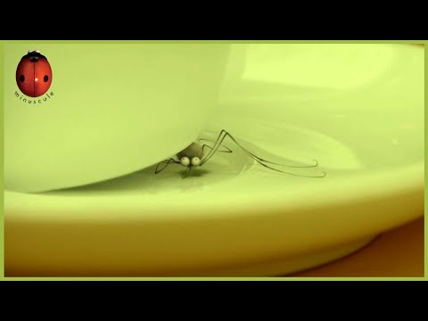 Pollution | Minuscule | 70' Compilation