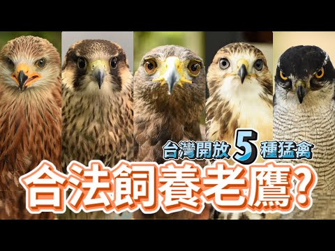 台灣可以飼養的5種猛禽，有甚麼特色與差別，適合當寵物嗎？| 波氏家族 popofamily