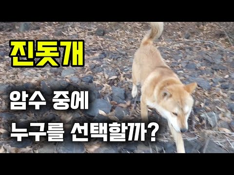 When adopting a Jindo dog, which one is better, male or female?