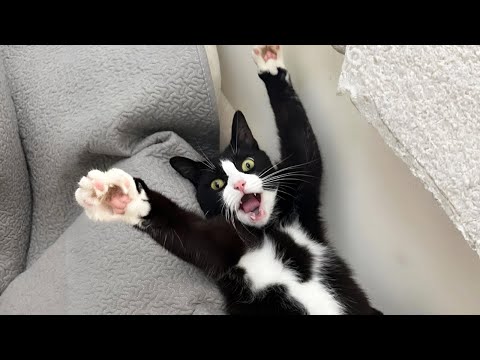 New Funniest Cats Clips 2025😼Try Not To Laugh😜 #38