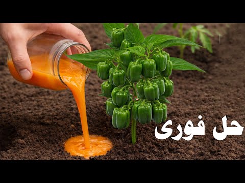 A cheap solution that restored growth and flowering to plants that had lost hope