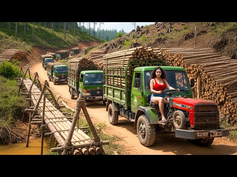 UseTrucks to Transport 1000+ Giant Bamboo Trees to Rebuild Bridge After a Major Flood