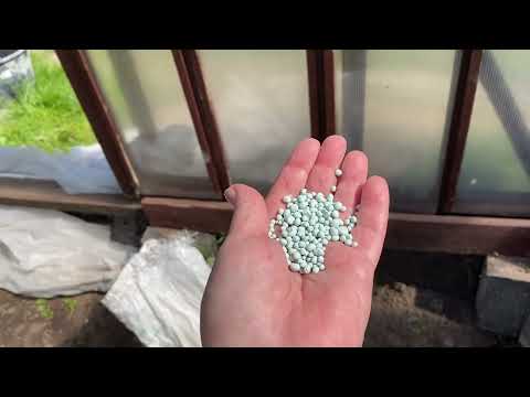 The condition of tomato seedlings in greenhouses after the May night frosts
